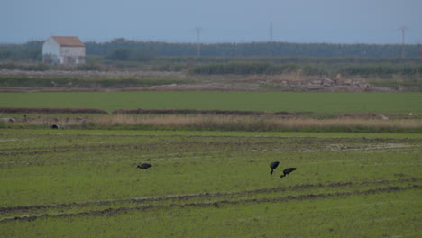 Black-herons-in-the-field