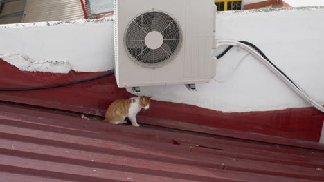 A-white-and-ginger-cat-plays-on-the-roof