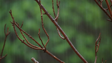 Wet-tree-branches