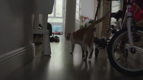 Eine-Rotbraune-Katze-Mit-Weißen-Flecken-Läuft-Durch-Die-Wohnung