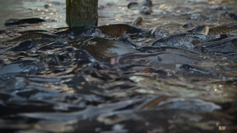 Karpfenfische-Mit-Offenem-Maul-Auf-Der-Wasseroberfläche