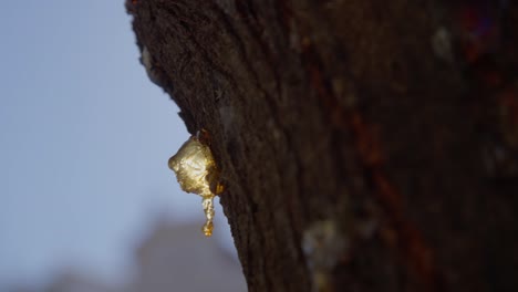 Resin-on-a-tree-trunk
