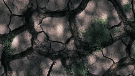 Eine-Sterbende-Pflanze-In-Trockenem-Boden,-Das-Konzept-Der-Dürre,-Des-Klimawandels-Und-Der-Globalen-Erwärmung