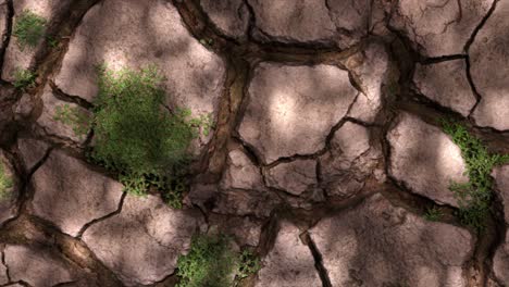 Eine-Sterbende-Pflanze-In-Trockenem-Boden,-Das-Konzept-Der-Dürre,-Des-Klimawandels-Und-Der-Globalen-Erwärmung