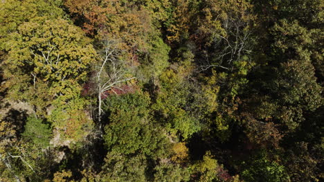 Overhead-aerial-shot-of-a-deciduous-forest-in-a-natural-Arkansas-landmark