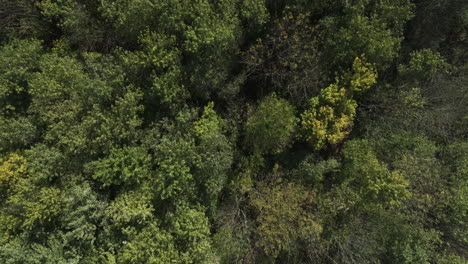 Volando-Sobre-Exuberantes-árboles-Verdes-En-Arkansas,-EE.UU.---Disparo-De-Drones