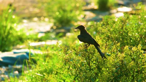 Sole-Drongo-bird-stands-perched-on-green-vegetation-twig-at-sunlight