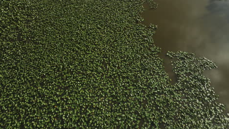 Luftaufnahme-Invasiver-Wasserpflanzen-Im-See
