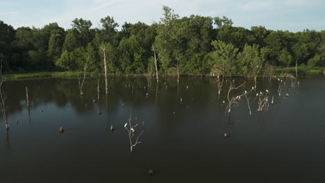 Resting-Heron-Birds-At-Four-Rivers-Wildlife-Conservation-Area,-Missouri,-USA