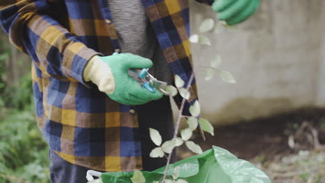 close-up-of-skilled-gardening-hands-cutting-weeds-tree-with-professional-tools-scissors