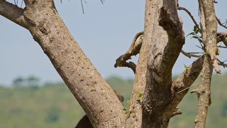 Slow-Motion-Shot-of-Natural-African-Wildlife-baboon-jumping-up-a-tree-high-up-in-Maasai-Mara-National-Reserve,-Kenya,-Africa-Safari-Animals-in-Masai-Mara-North-Conservancy