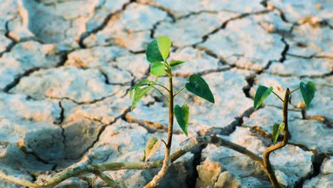 Nueva-Vida-Emerge-De-La-Tierra-Agrietada-Después-De-La-Sequía,-Un-Signo-De-Esperanza