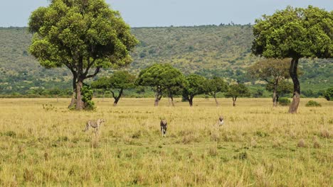Zeitlupenaufnahme-Von-Geparden,-Die-Auf-Der-Suche-Nach-Beute-Durch-Die-Weiten-Savannenebenen-Laufen,-Afrikanische-Tierwelt-Im-Masai-Mara-Nationalreservat,-Kenia,-Afrikanische-Safaritiere-In-Der-Masai-Mara