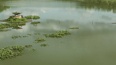 Reiher-Steht-Mit-Wasserpflanzen-Auf-Dem-See