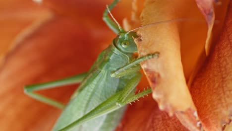 A-close-up-shot-of-a-green-great-grasshopper-head-eating-an-orange-blossoming-flower