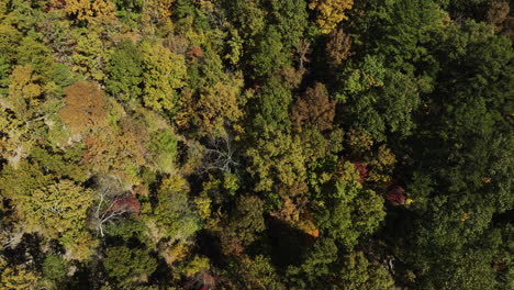 Ruhige-Drohnenaufnahme,-Die-Während-Der-Herbstsaison-Langsam-über-Atemberaubende-Baumkronen-Fliegt
