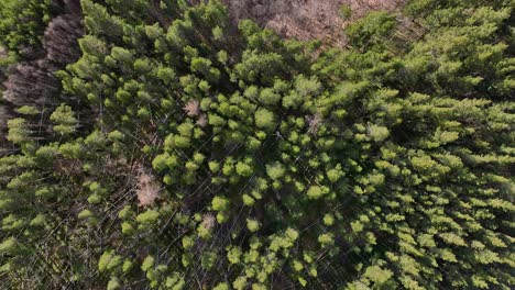 Birds-eye-view-of-a-forestry-landscape-in-Norway