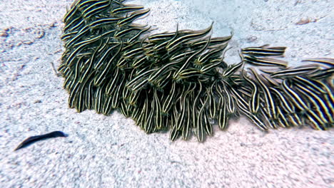 Shoal-of-Striped-eel-catfish-on-the-ocean-floor-at-the-Red-sea---Plotosus-japonicus