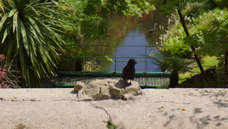 Crow-Bird-Perching-On-Rock-In-Sunlight