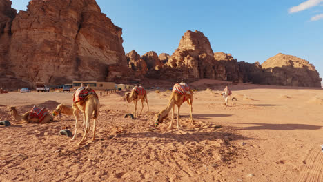 Camellos-Descansando-En-El-Campamento-Beduino-Tradicional,-Wadi-Rum