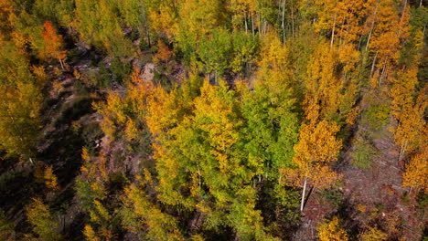 Birds-Eye-view-Colorado-aspen-tree-colorful-yellow-red-orange-forest-with-green-pine-trees-early-fall-Rocky-Mountains-Breckenridge-Keystone-Copper-Vail-Aspen-Telluride-Silverton-Ouray-pan-down-motion