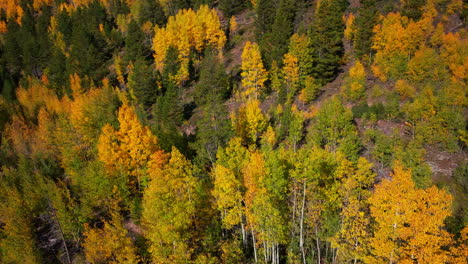 Birds-Eye-view-Colorado-aspen-tree-colorful-yellow-red-orange-forest-with-green-pine-trees-early-fall-Rocky-Mountains-Breckenridge-Keystone-Copper-Vail-Aspen-Telluride-Silverton-Ouray-pan-up-motion