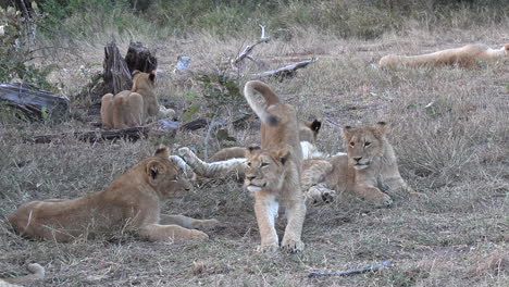 Several-lion-cubs-lazily-play-with-each-other-in-the-shaded-grass