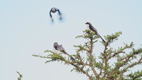 Cámara-Lenta-De-Un-Pájaro-Alcaudón-Fiscal-Con-Respaldo-Gris-Posado-En-Un-Arbusto-En-África,-Pájaros-Africanos-Posados-En-Ramas-De-Arbustos,-Despegando-En-Vuelo-Volando-En-Un-Safari-De-Vida-Silvestre-En-Masai-Mara-Kenya-Birdlife