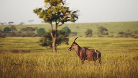 Slow-Motion-Shot-of-Topi-standing-in-luscious-green-african-savannah-landscape-surrounded-by-tall-grass-grassland,-Wildlife-in-Maasai-Mara-National-Reserve,-Kenya,-Africa-Safari-Animals-in-Masai-Mara