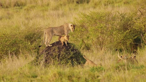 Zeitlupenaufnahme-Von-Mutter-Und-Jungen,-Die-über-Die-Afrikanischen-Ebenen-Nach-Nahrung-Suchen,-Familienwildtiere-Im-Maasai-Mara-National-Reserve,-Kenia,-Afrika-Safaritiere-Im-Masai-Mara-North-Conservancy