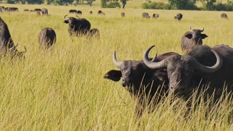 Slow-Motion-of-African-Buffalo-Herd,-Dangerous-Africa-Animals-on-Wildlife-Safari-in-Masai-Mara-in-Kenya-at-Maasai-Mara-National-Reserve,-Long-Grass-Savannah-Scenery,-Steadicam-Tracking-Gimbal-Shot