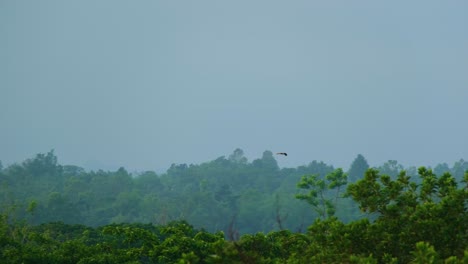 Luftaufnahmen-Des-Adlers-über-Der-Wildnis-Des-Amazonas-Mangrovenwaldgebiets