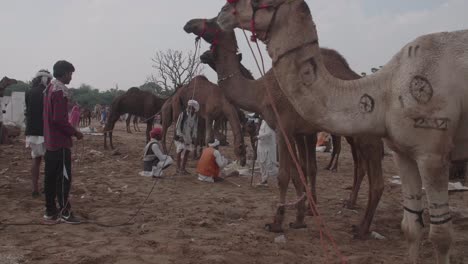 Herd-of-camels-under-the-supervision-of-local-Indian-men