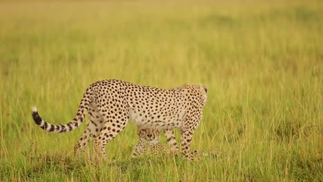 Cheetah-watching-over-the-empty-plains-in-search-of-food,-rain-raining-over-the-lush-landscape-of-the-Masai-Mara-North-Conservancy,-African-Wildlife-in-Maasai-Mara-National-Reserve