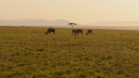 Slow-Motion-of-African-Wildlife-Animals-on-Safari-Game-Drive,-Driving-Through-Savannah-Landscape-Scenery-in-Africa,-Topi-in-Maasai-Mara-in-Masai-Mara-in-Beautiful-Orange-Sunset