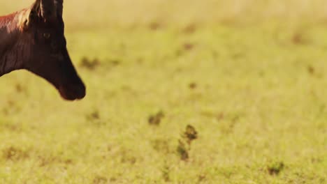 Topi-Fighting-in-Fight,-Animals-Clashing-Antlers-and-Horns,-Banging-and-Butting-Crashing-Heads-in-Territorial-Animal-Behaviour,-Amazing-Wildlife-Behavior-Close-Up,-Maasai-Mara,-Kenya,-Africa