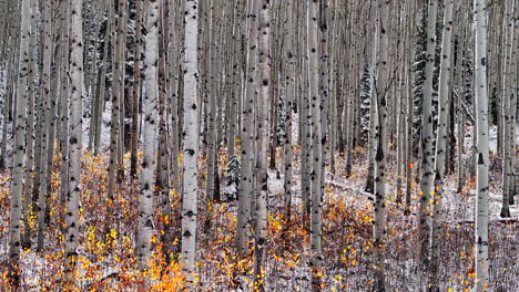 Aspen-Tree-Forest-aerial-cinematic-drone-Kebler-Pass-Crested-Butte-Gunnison-Colorado-seasons-collide-early-fall-aspen-tree-red-yellow-orange-forest-winter-first-snow-powder-Rocky-Mountains-back-motion