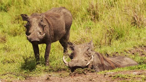Zeitlupenaufnahme-Von-Zwei-Warzenschweinen,-Die-Sich-In-Einer-Flachen-Schlammpfütze-In-Der-Afrikanischen-Masai-Mara-Savanne-Wälzen,-Afrikanische-Tierwelt-Im-Masai-Mara-Nationalreservat,-Kenia,-Afrikanische-Safaritiere-In