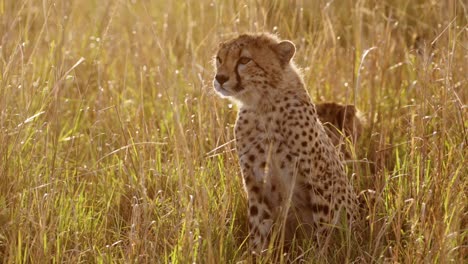 African-Wildlife,-Young-Cheetah-Cub,-Cute-Baby-Animals-in-Africa-in-Beautiful-Golden-Sun-Light-in-Long-Savanna-Grass-in-Masai-Mara,-Kenya,-Maasai-Mara-National-Reserve-in-Orange-Sunset-Sunlight