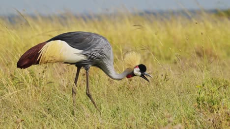 Grey-Crowned-Cranes-walking-and-feeding-on-the-grasses-of-the-dry-savannah-savanna-in-grazing-in-Maasai-Mara-National-Reserve,-Kenya,-Africa-Safari-Animals-in-Masai-Mara-North-Conservancy