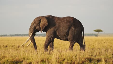 Slow-Motion-of-African-Elephant-in-Masai-Mara,-Kenya,-Africa,-Wildlife-Safari-Animals,-Large-Male-with-Big-Tusks-Eating-Feeding-and-Grazing-in-Beautiful-Vast-Savanna-in-Maasai-Mara-National-Reserve