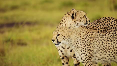 Toma-En-Cámara-Lenta-De-La-Vida-Silvestre-Africana-En-Peligro-En-La-Reserva-Nacional-Masai-Mara,-Animal-En-Peligro-De-Extinción,-Necesidad-De-Protección-Y-Conservación-En-Kenia,-Animales-De-Safari-Africanos-En-Masai-Mara