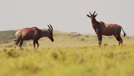 Topi-Peleando-En-Pelea,-Animales-Chocando-Con-Astas-Y-Cuernos,-Golpeando-Y-Chocando-Cabezas-En-Comportamiento-Animal-Territorial,-Comportamiento-Natural-Asombroso-En-Masai-Mara,-Kenia,-áfrica