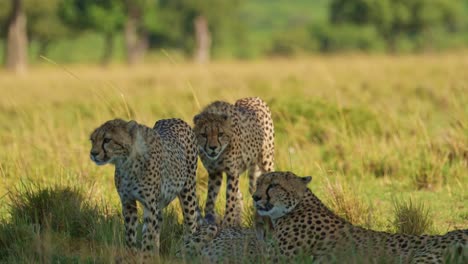 Gepardenfamilie-Mit-Mutter-Und-Jungen-Ruht-Sich-Bei-Heißem-Wetter-An-Einem-Sonnigen-Tag-In-Afrika-Im-Schatten-Aus,-Afrikanische-Wildtiersafaritiere-In-Der-Masai-Mara,-Kenia-In-Der-Savannenlandschaft-Mit-Langem-Gras-Der-Masai-Mara
