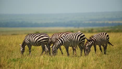 Manada-De-Cebras-Pastando-Con-Un-Hermoso-Fondo-De-Las-Deliciosas-Y-Exuberantes-Llanuras-Vacías-Del-Masai-Mara,-Vida-Silvestre-Africana-En-La-Reserva-Nacional-De-Masai-Mara,-Kenia