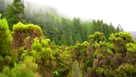 Windy-day-with-green-plants-and-fast-moving-fog-in-Terceira,-Azores