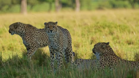 Familia-De-Guepardos-De-Madre-Y-Cachorros-Descansando-A-La-Sombra-En-Un-Clima-Cálido-En-Un-Día-Soleado-En-áfrica,-Animales-De-Safari-De-Vida-Silvestre-Africana-En-Masai-Mara,-Kenia-En-El-Paisaje-De-Sabana-De-Hierba-Larga-De-Masai-Mara