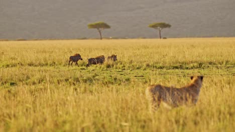 Caza-De-Animales,-Caza-De-Guepardos-Con-Jabalíes-Huyendo-En-áfrica,-Safari-Africano-De-Vida-Silvestre-De-Masai-Mara-En-Kenia,-Increíble-Comportamiento-Animal-De-Masai-Mara-En-La-Hermosa-Sabana-De-Luz-Dorada-Del-Sol