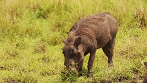 Zeitlupenaufnahme-Eines-Warzenschweins,-Das-Neben-Einer-Schlammigen-Pfütze-Spielt-Und-Sich-Suhlt,-Sich-Abkühlt,-Afrikanische-Tierwelt-Im-Masai-Mara-Nationalreservat,-Kenia,-Afrikanische-Safaritiere-Im-Naturschutzgebiet-Masai-Mara-Nord
