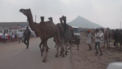 People-and-animals,-famous-Camel-fair,-desert-of-Rajasthan,-Pushkar,-India